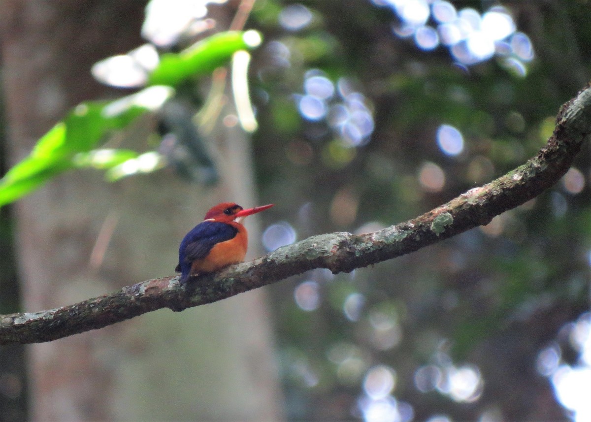 African Dwarf Kingfisher - Mark Smiles