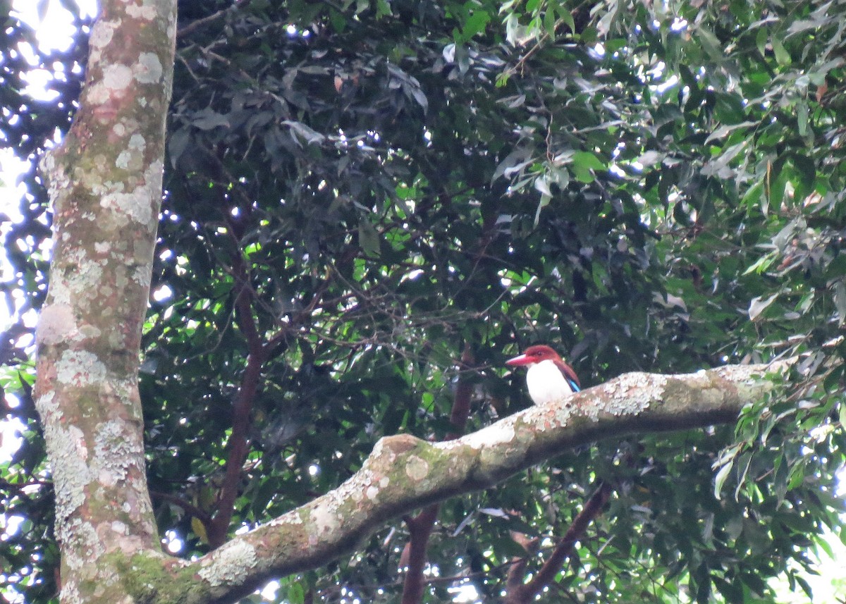 Chocolate-backed Kingfisher - Mark Smiles