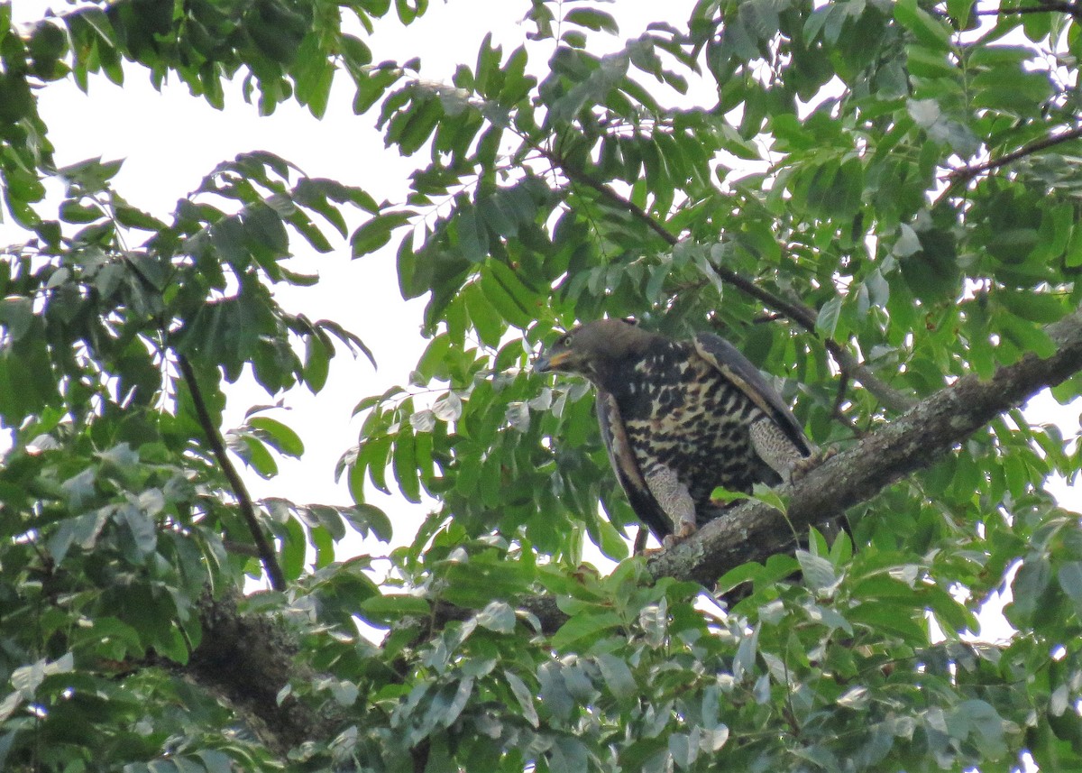 Crowned Eagle - ML102495741