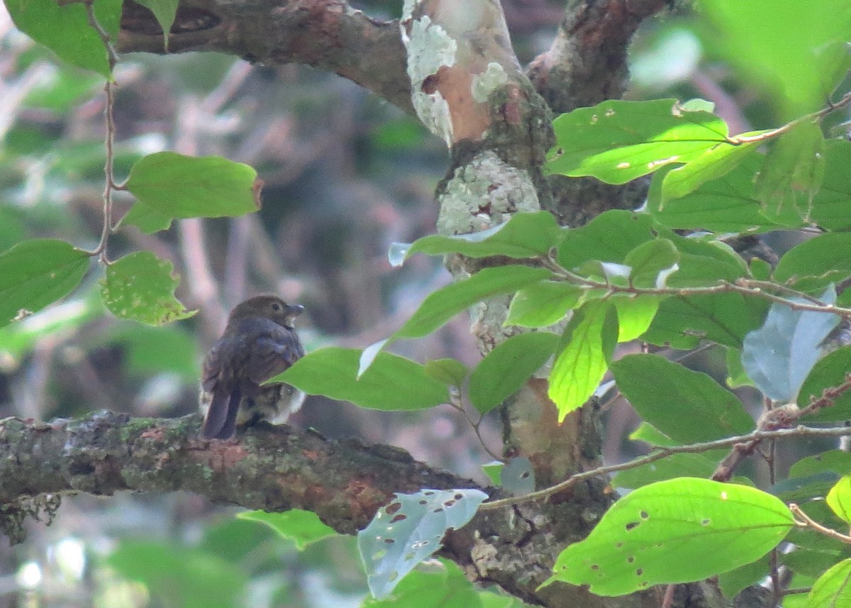 Willcocks's Honeyguide - ML102496001