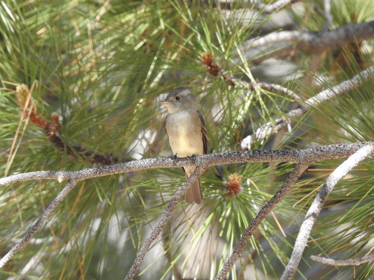 Western Wood-Pewee - ML102500201