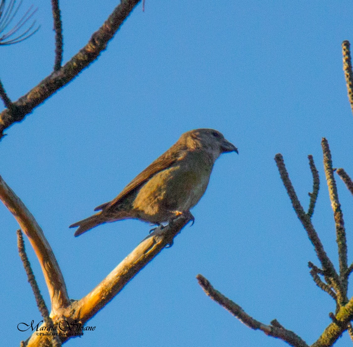 Red Crossbill - Richard Sloane