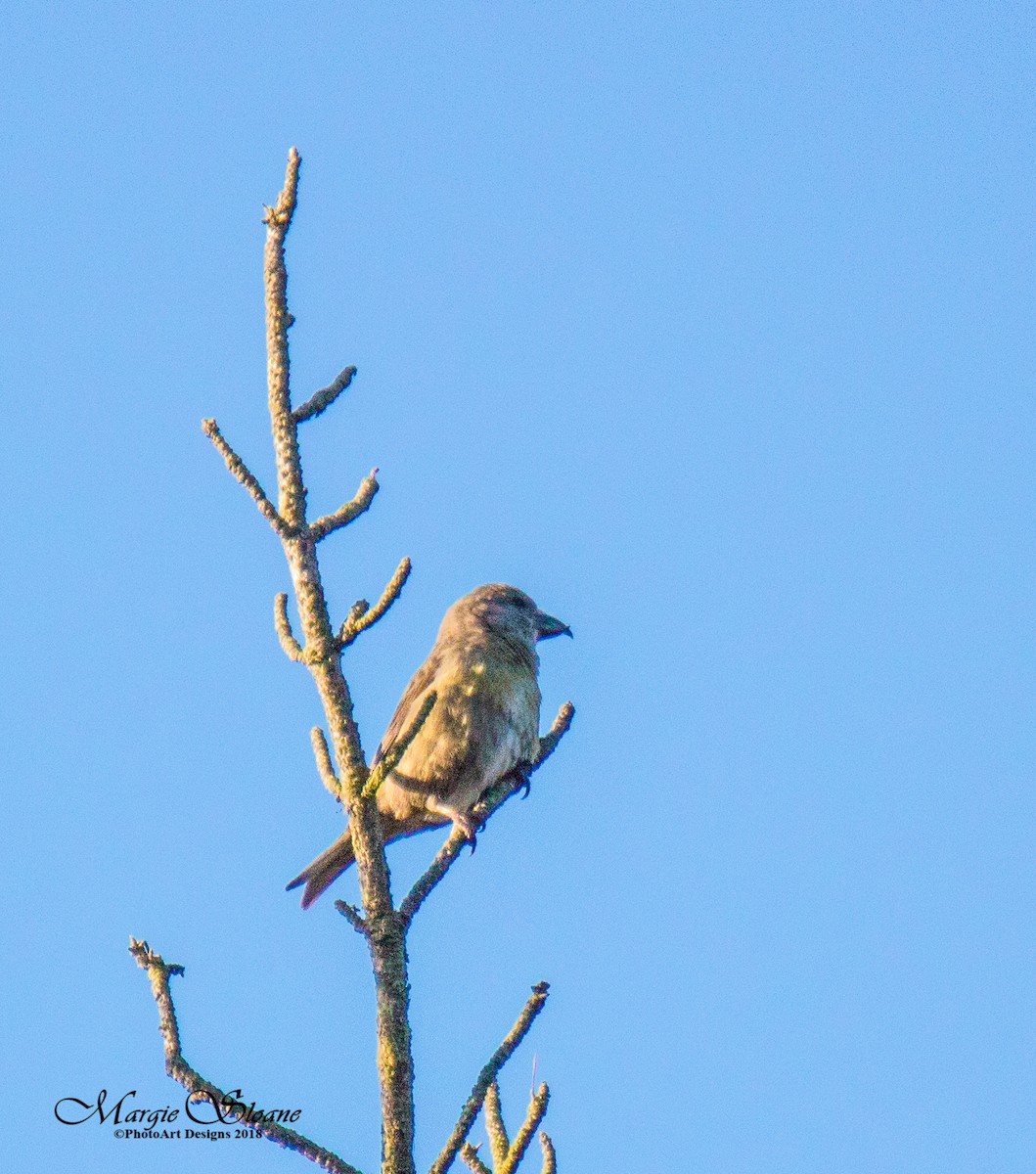 Red Crossbill - Richard Sloane