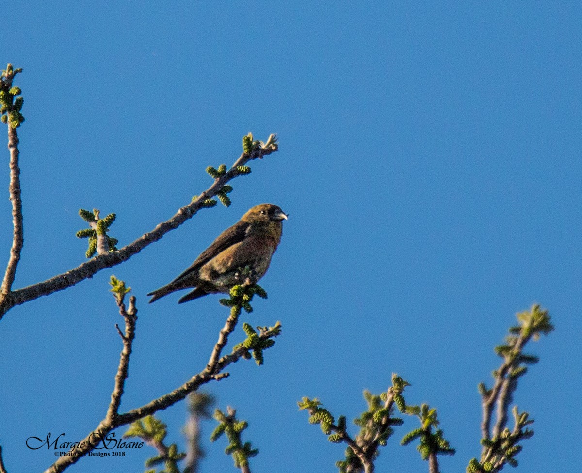 Red Crossbill - ML102501551