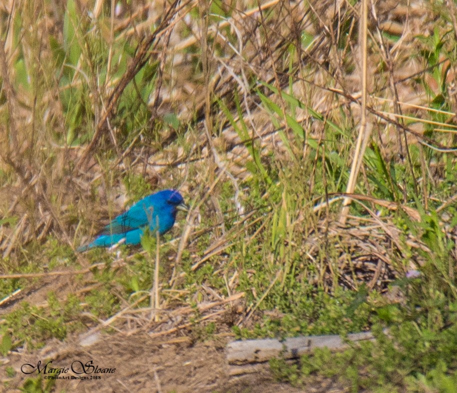 Indigo Bunting - ML102502471