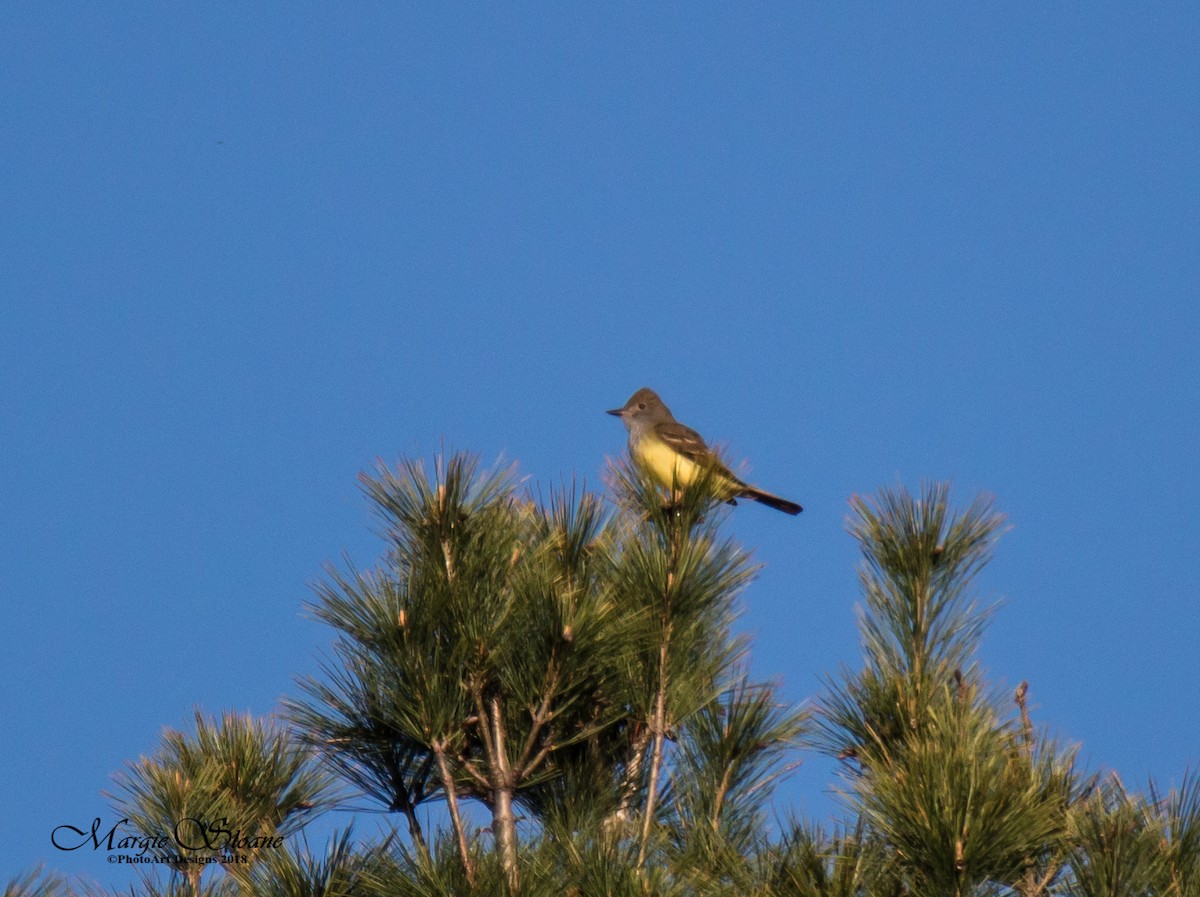 Great Crested Flycatcher - ML102502941