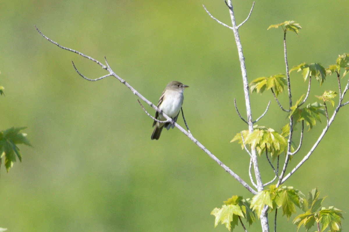 Alder Flycatcher - ML102503411