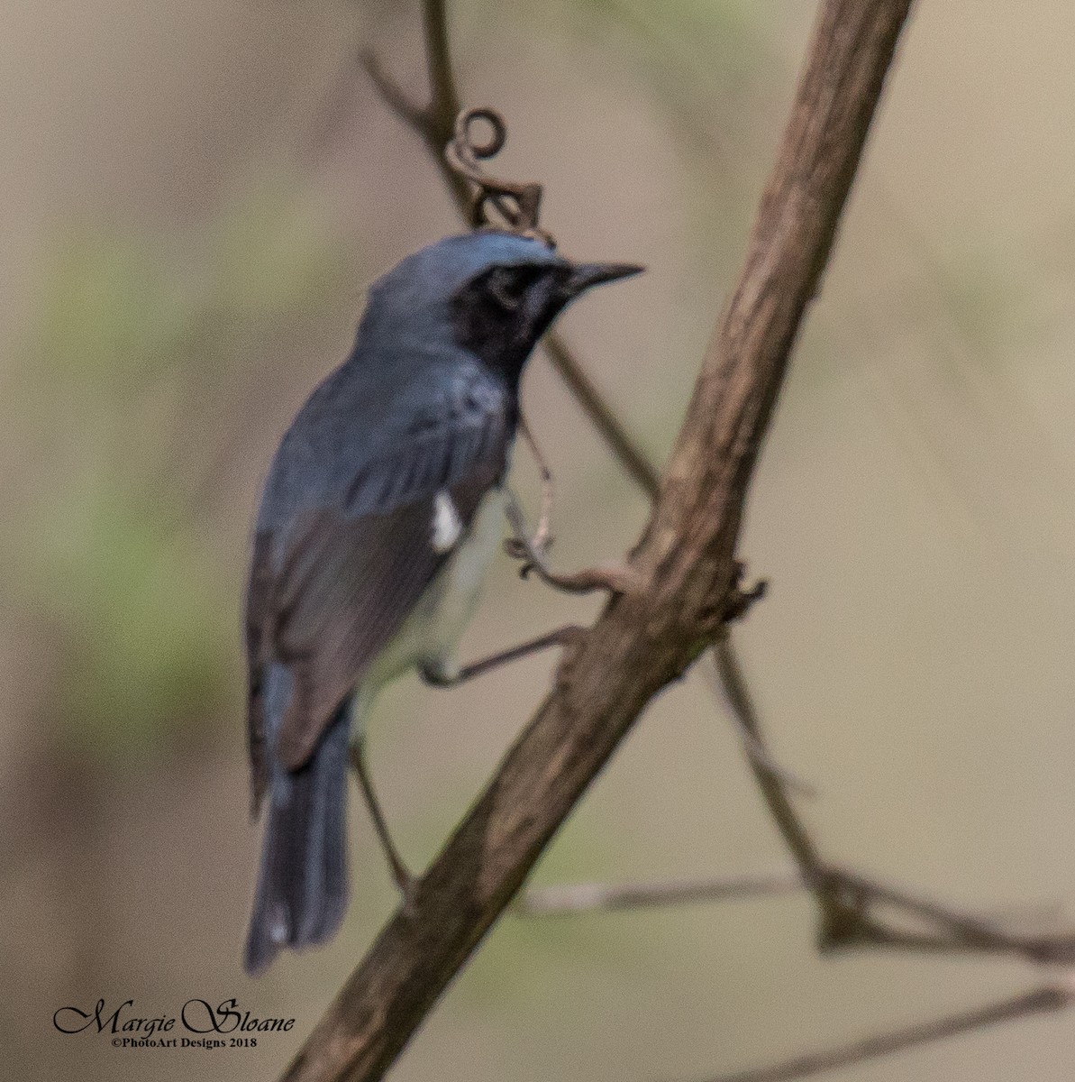 Paruline bleue - ML102503831