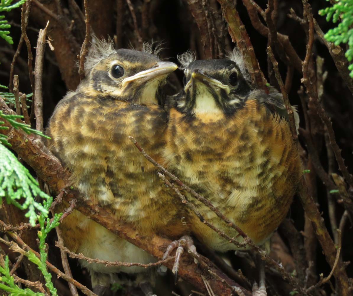 American Robin - Janis Stone