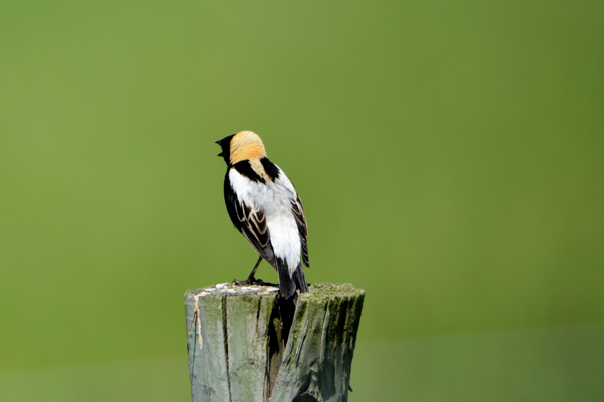 Bobolink - ML102505541