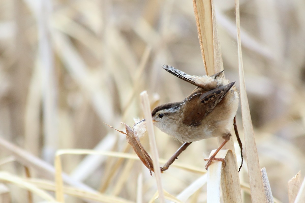 Marsh Wren - ML102505741