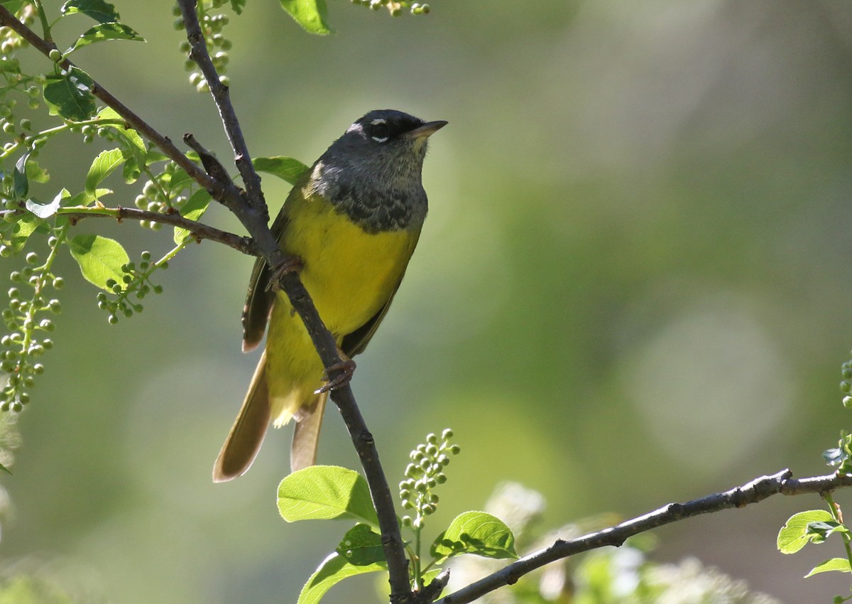 MacGillivray's Warbler - ML102507951