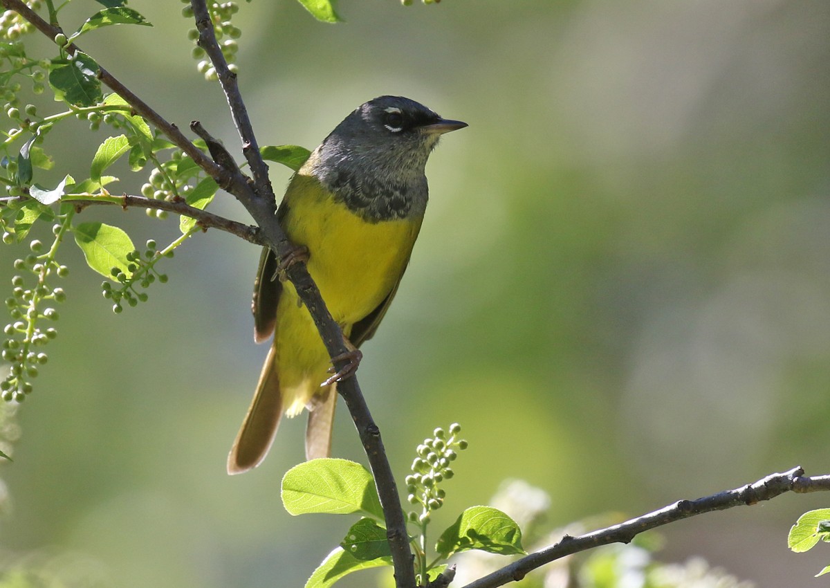 MacGillivray's Warbler - ML102507961
