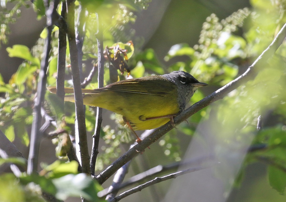 MacGillivray's Warbler - ML102507971