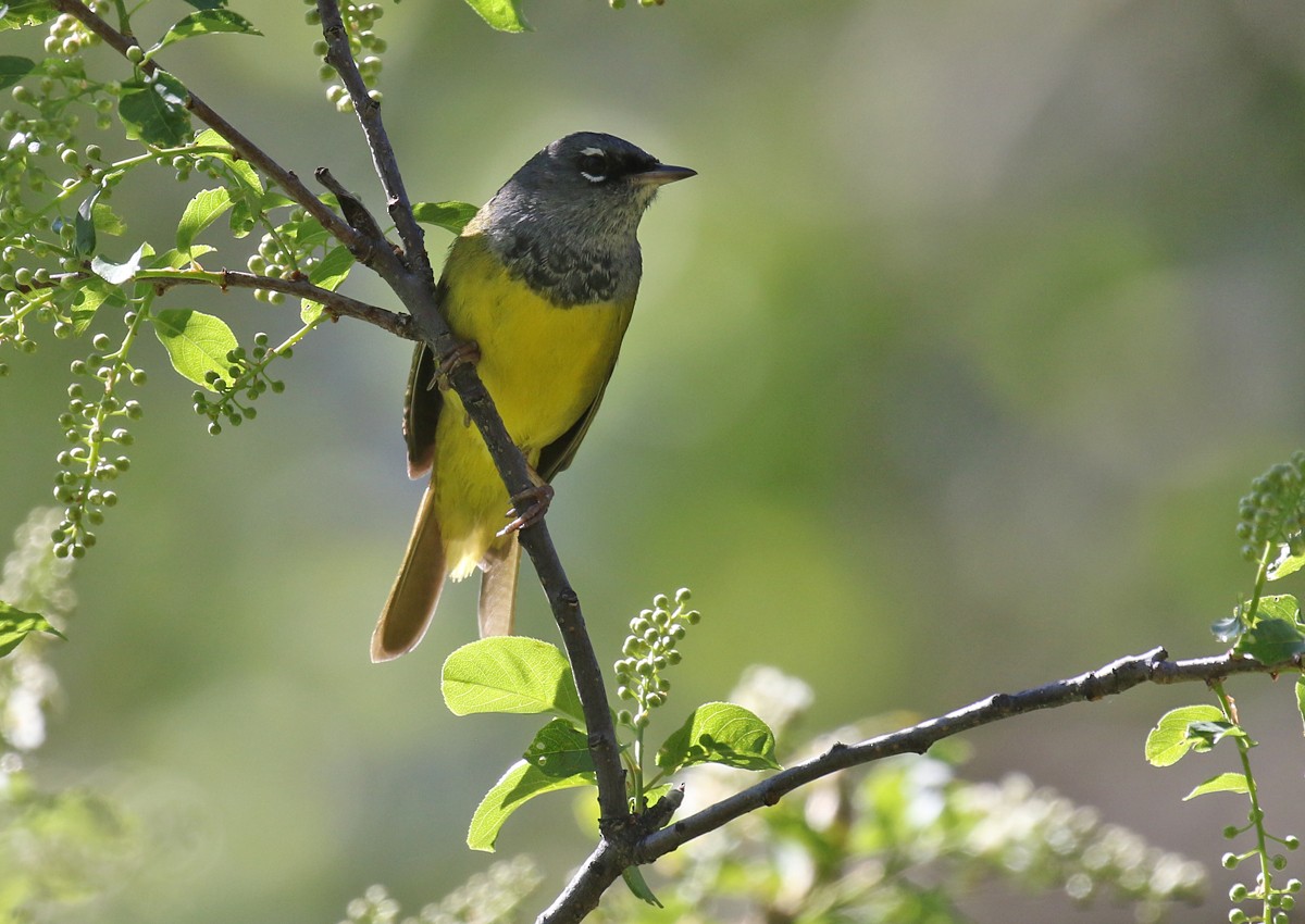 MacGillivray's Warbler - ML102507981