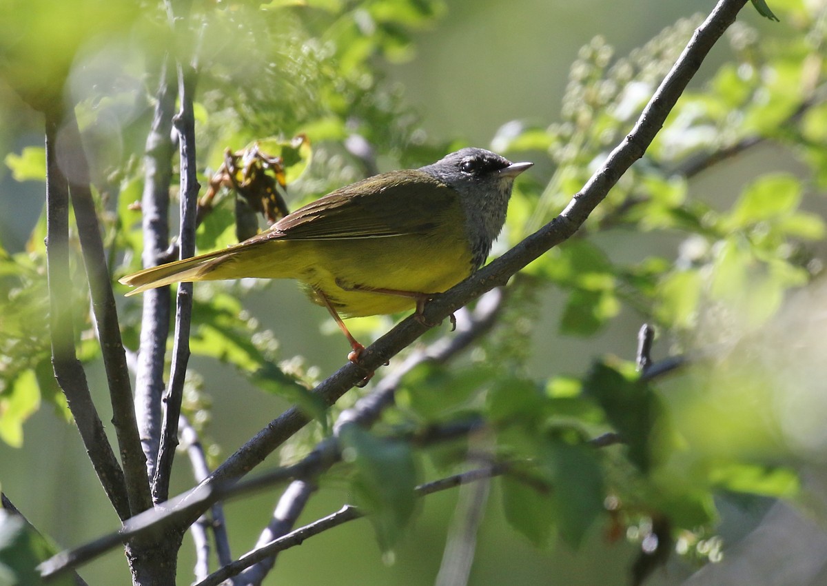 MacGillivray's Warbler - ML102507991