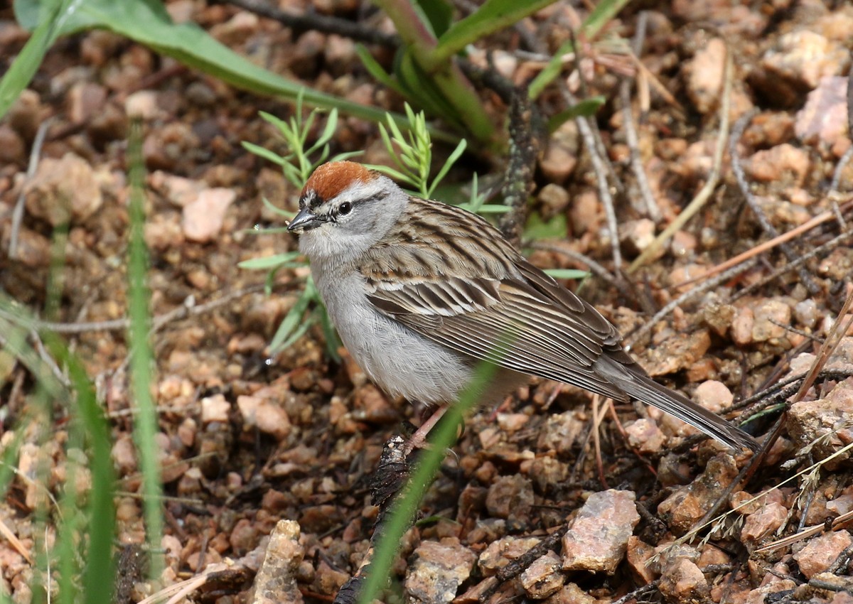 Chipping Sparrow - ML102508301