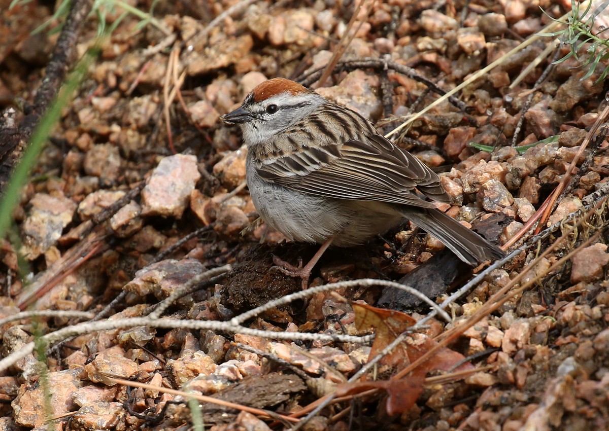 Chipping Sparrow - ML102508311