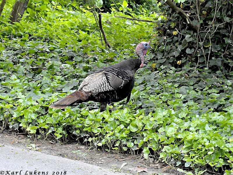 Wild Turkey - ML102510911