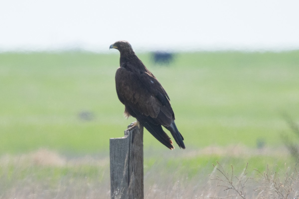 Golden Eagle - ML102512601