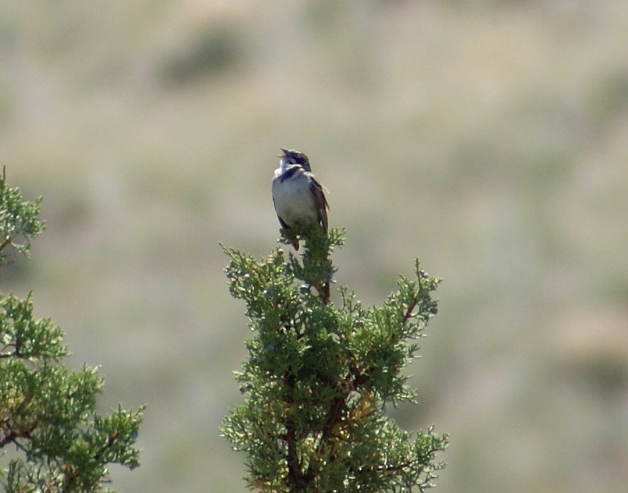 Lark Sparrow - ML102515051