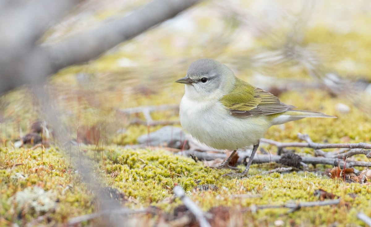 Tennessee Warbler - ML102517601