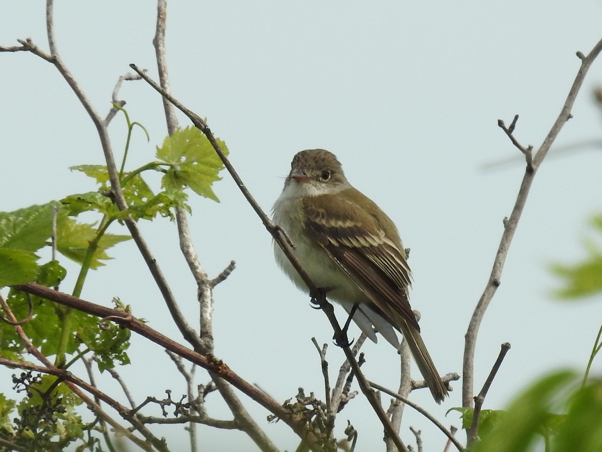 Willow Flycatcher - ML102519751