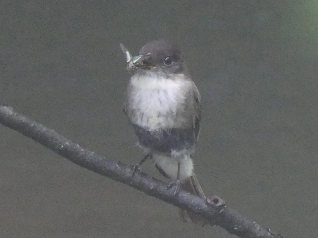 Eastern Phoebe - ML102520331