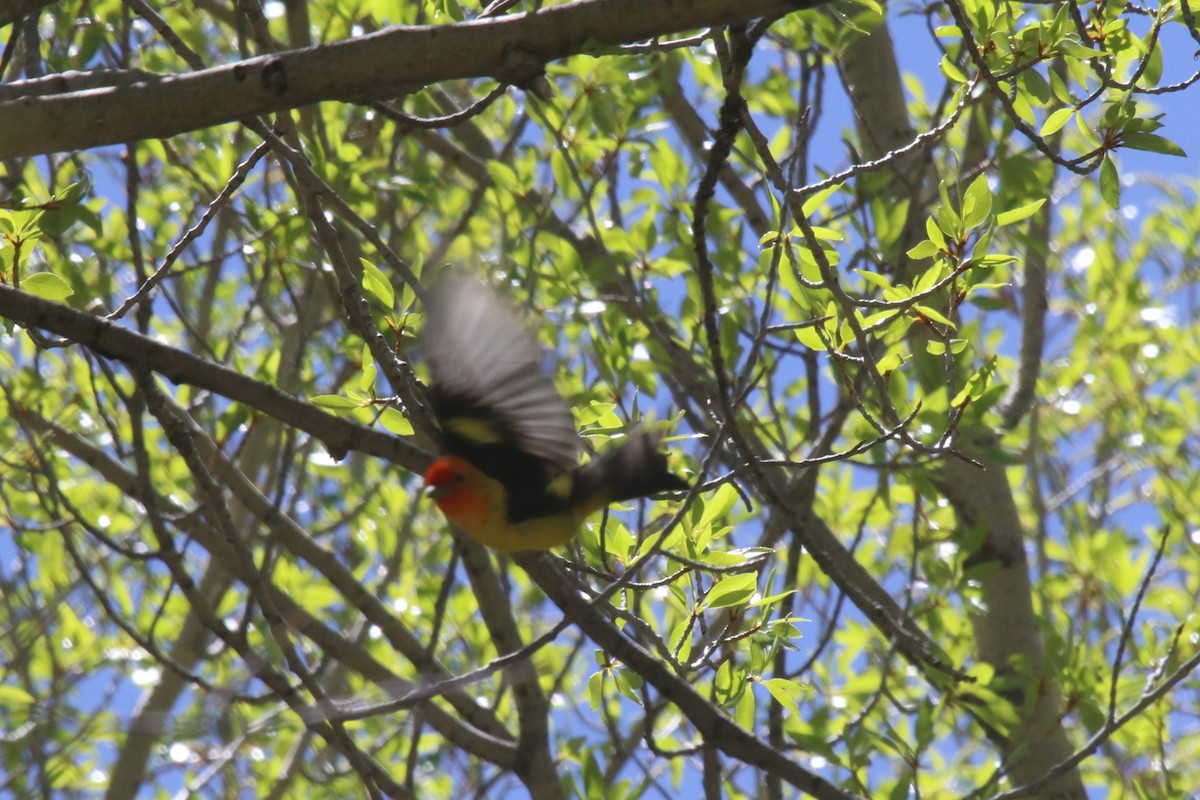 Western Tanager - ML102520341