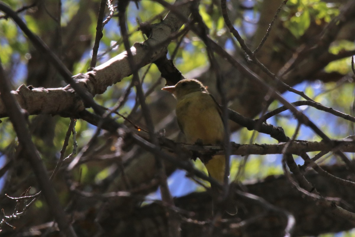 Western Tanager - ML102520471
