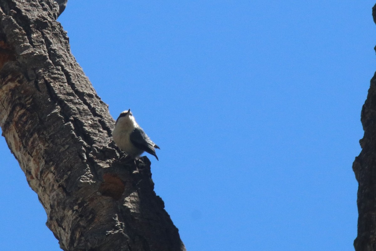 Pygmy Nuthatch - ML102520721