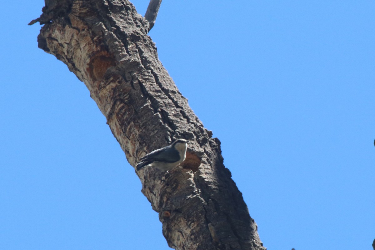Pygmy Nuthatch - ML102520901