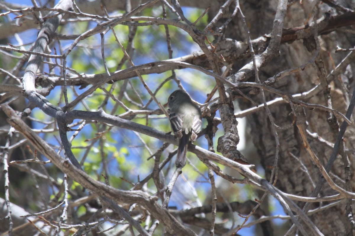 Hammond's Flycatcher - ML102521031