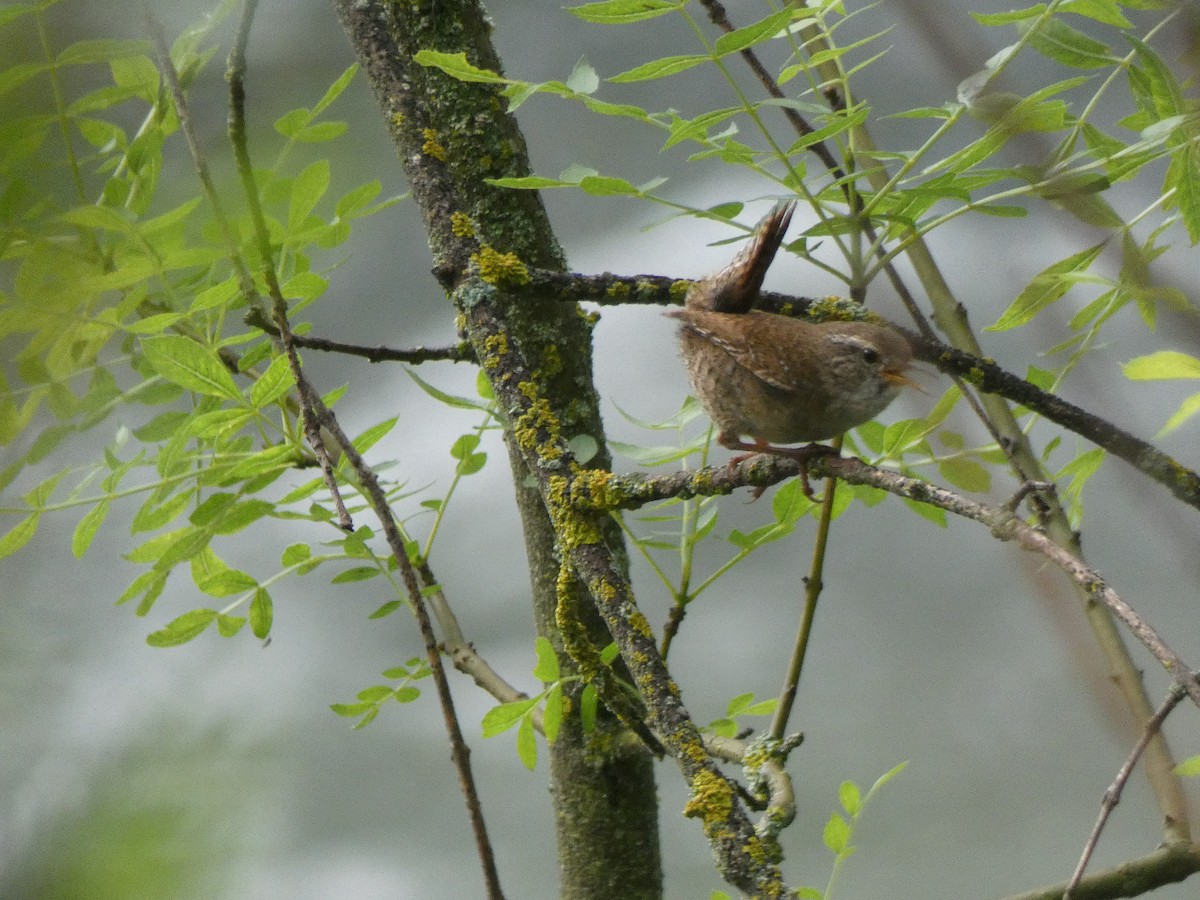 Eurasian Wren - Jose Vicente Navarro San Andrés