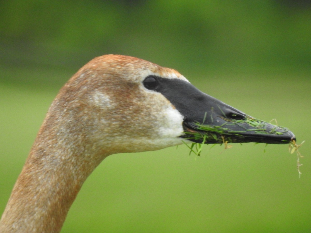 Trumpeter Swan - Daniel Schell