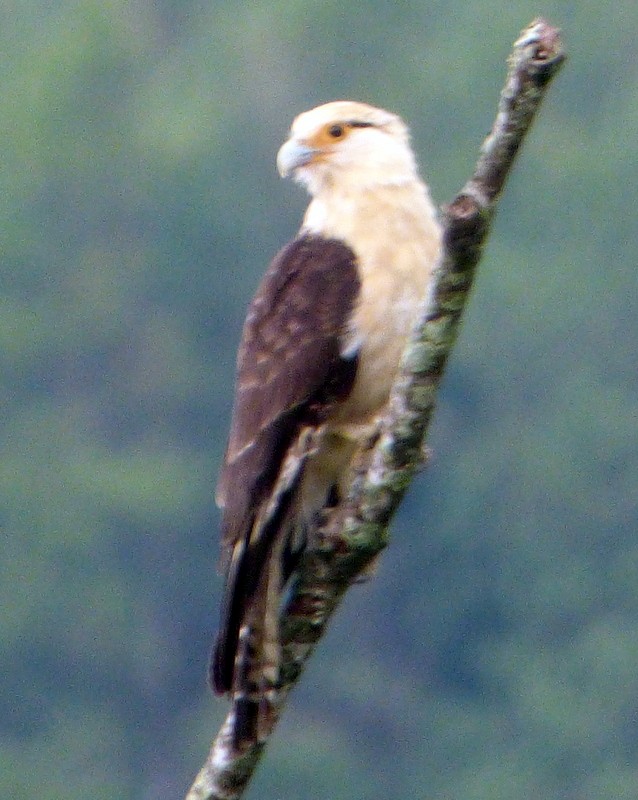 Caracara Chimachima - ML102522021