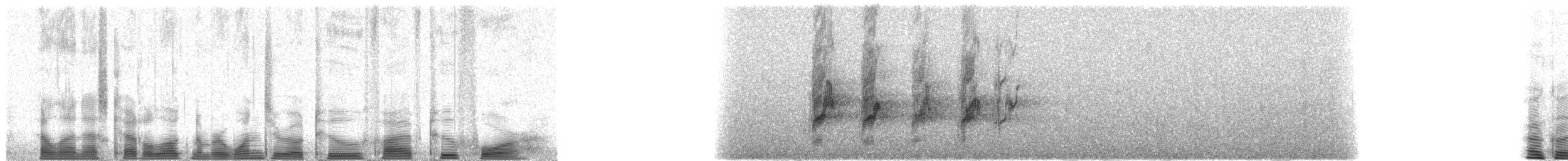 Pione pailletée (seniloides) - ML102524