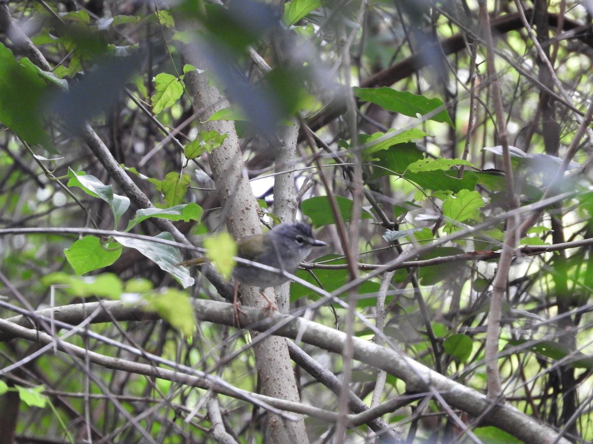 White-browed Warbler - Silvia Enggist