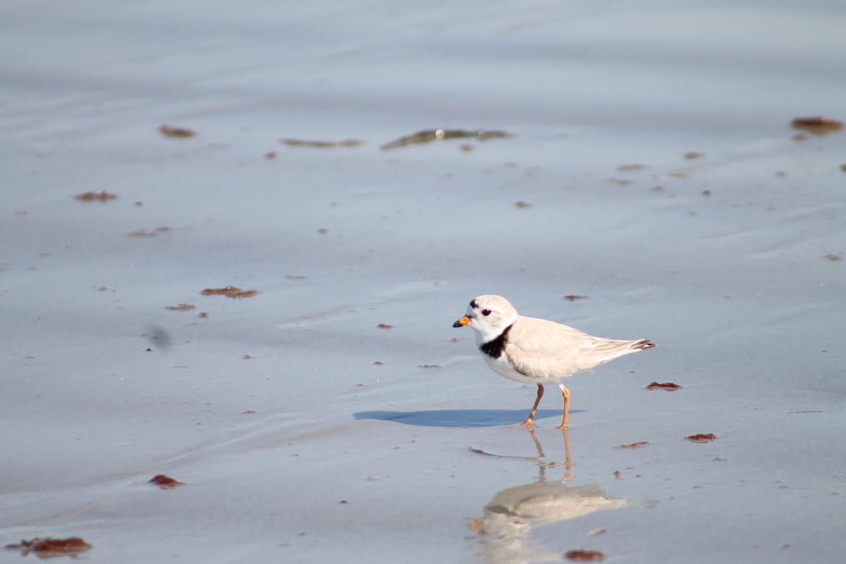 Piping Plover - Chuck Barnes