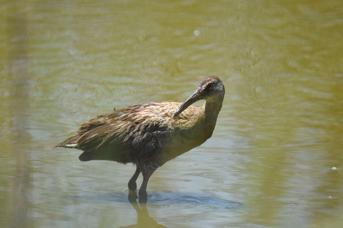 Clapper Rail - Glenn Wyatt