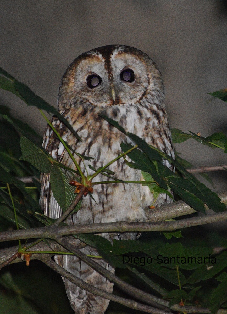 Tawny Owl - Diego Santamaria