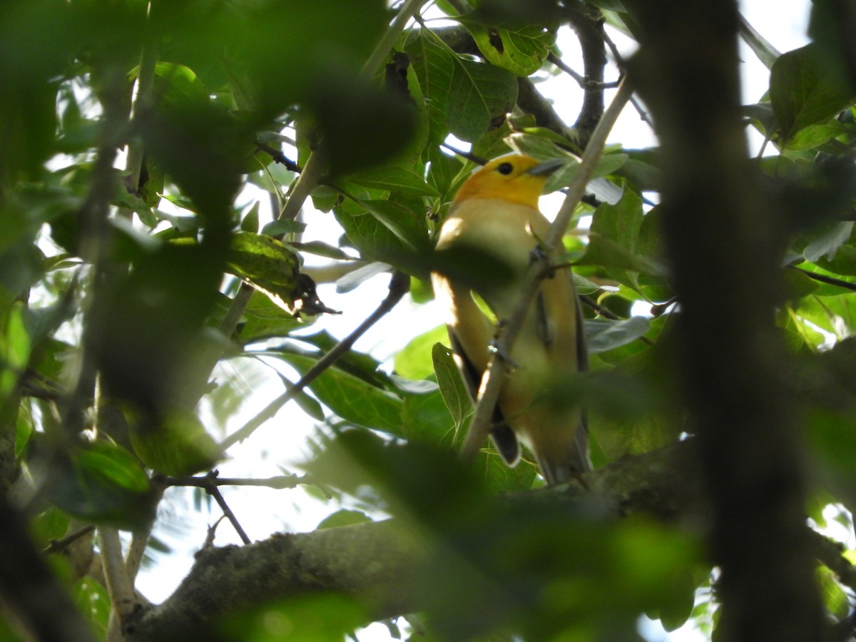 Orange-headed Tanager - ML102526041