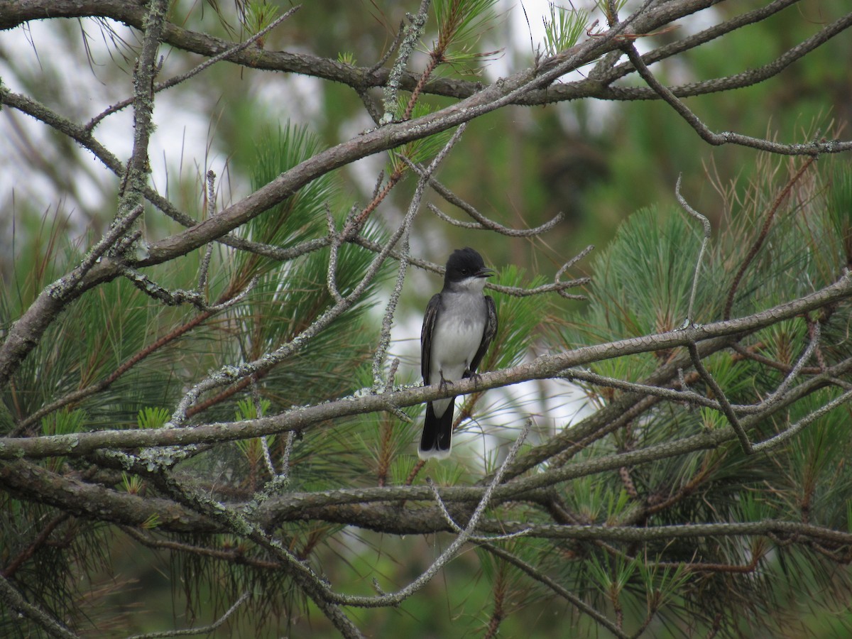 Eastern Kingbird - ML102527351