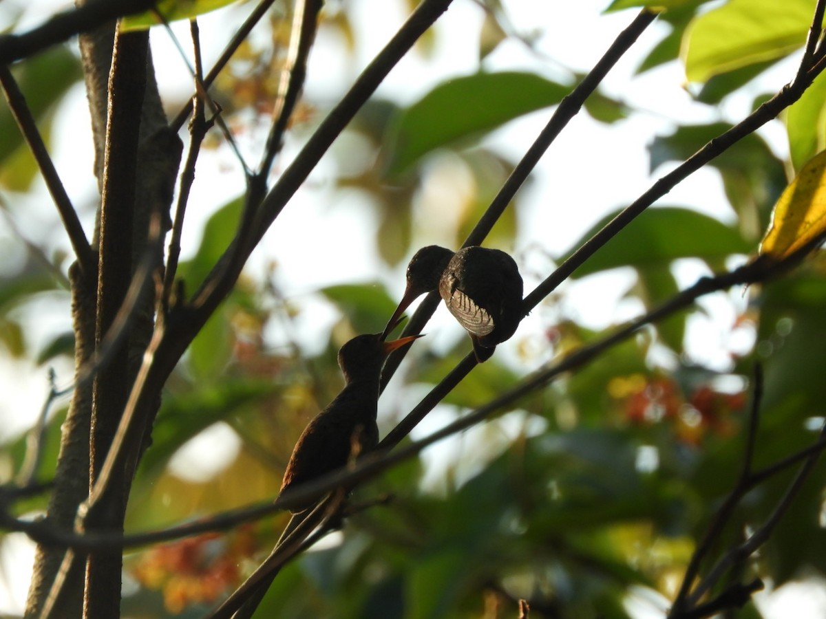 Green-breasted Mango - ML102528021