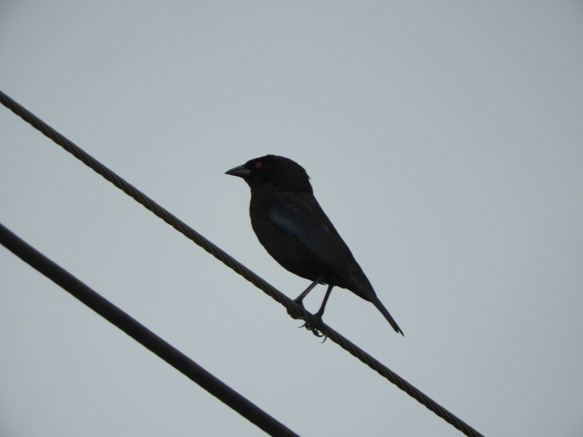 Bronz İnekkuşu - ML102528201