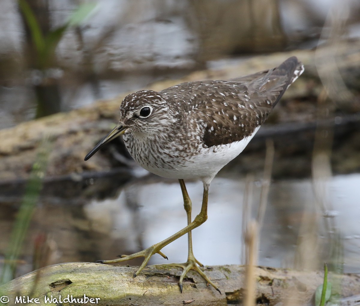 Solitary Sandpiper - ML102530301