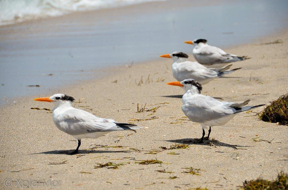 Royal Tern - ML102533431
