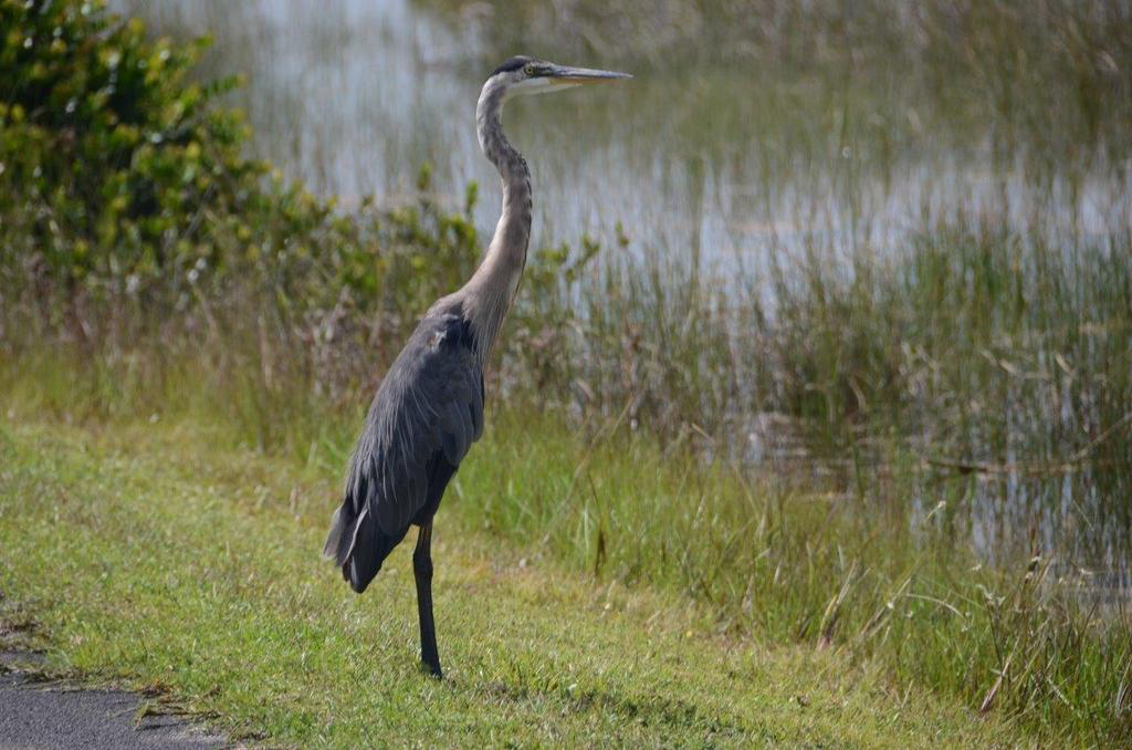 Great Blue Heron - ML102533781
