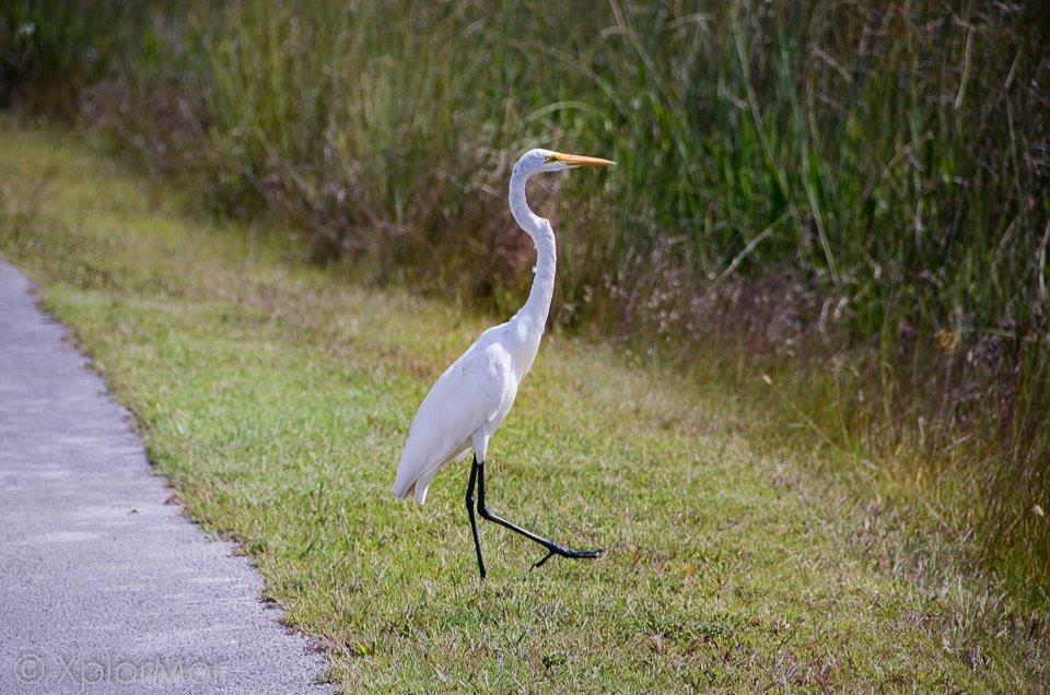Great Egret - ML102533931