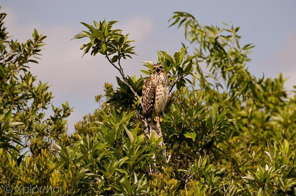 Red-shouldered Hawk - ML102534001